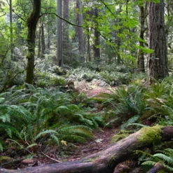 Western Sword Fern (Polystichum Munitum) - 1 Gallon Pot -Garden Supplies Sales 2024 polystichum munitum western sword fern 9