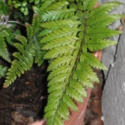 Korean Rock Fern - 1 Gallon Pot -Garden Supplies Sales 2024 polystichum tsus simense korean rock fern 1 1