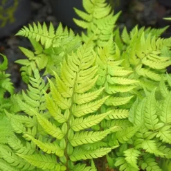 Korean Rock Fern - 1 Gallon Pot -Garden Supplies Sales 2024 polystichum tsus simense korean rock fern 4 1