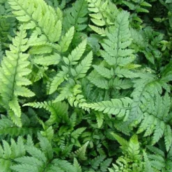 Korean Rock Fern - 1 Gallon Pot -Garden Supplies Sales 2024 polystichum tsus simense korean rock fern 5 1