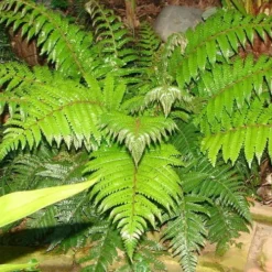 Korean Rock Fern - 1 Gallon Pot -Garden Supplies Sales 2024 polystichum tsus simense korean rock fern 6 1