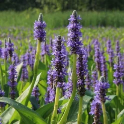 Heartleaf Purple Pickerel Weed (Pontaderia Cordata) - 1 Gallon Pot -Garden Supplies Sales 2024 pontederia cordata pickerel weed 2