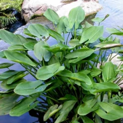 Heartleaf Purple Pickerel Weed (Pontaderia Cordata) - 1 Gallon Pot -Garden Supplies Sales 2024 pontederia cordata pickerel weed 3