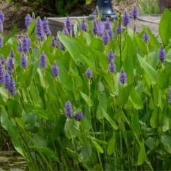 Heartleaf Purple Pickerel Weed (Pontaderia Cordata) - 8 Pack Of 1 Gallon Pot -Garden Supplies Sales 2024 pontederia cordata pickerel weed 4 1