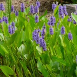 Heartleaf Purple Pickerel Weed (Pontaderia Cordata) - 8 Pack Of 1 Gallon Pot -Garden Supplies Sales 2024 pontederia cordata pickerel weed 5 1
