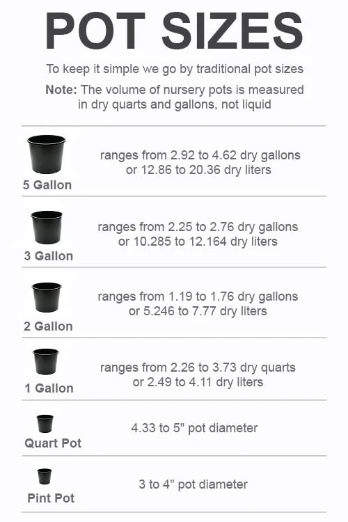 Bar Harbor Juniper - 1 Gallon Pot 2 Bar Harbor Juniper - 1 Gallon Pot - Image 2
