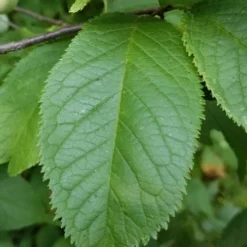 American Wild Plum Tree (Prunus Americana) - 1 Gallon Pot -Garden Supplies Sales 2024 prunus americana american wild plum tree 10 1