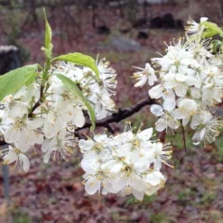 American Wild Plum Tree (Prunus Americana) - 1 Gallon Pot -Garden Supplies Sales 2024 prunus americana american wild plum tree 11 1