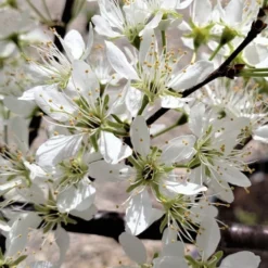 American Wild Plum Tree (Prunus Americana) - 3 Gallon Pot -Garden Supplies Sales 2024 prunus americana american wild plum tree 5