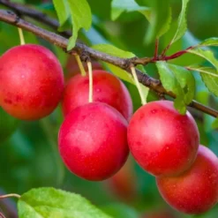 American Wild Plum Tree (Prunus Americana) - 1 Gallon Pot -Garden Supplies Sales 2024 prunus americana american wild plum tree 6 1