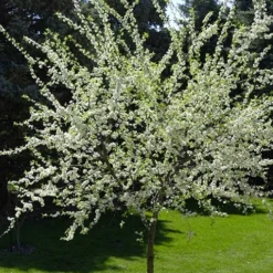 American Wild Plum Tree (Prunus Americana) - 1 Gallon Pot -Garden Supplies Sales 2024 prunus americana american wild plum tree 9 1