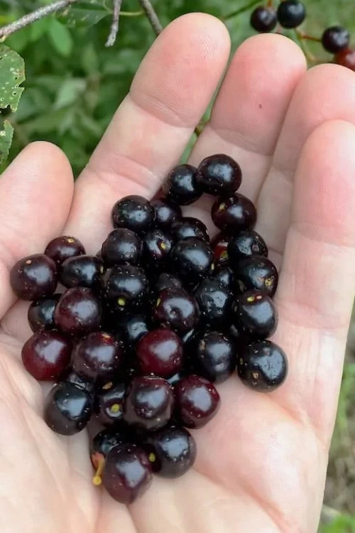 Wild Black Cherry Tree - 3 Gallon Pot 1 Wild Black Cherry Tree - 3 Gallon Pot