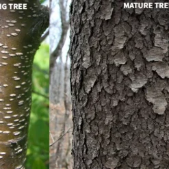 Wild Black Cherry Tree - 3 Gallon Pot 19 Wild Black Cherry Tree - 3 Gallon Pot -Garden Supplies Sales 2024 prunus serotina wild black cherry tree 10