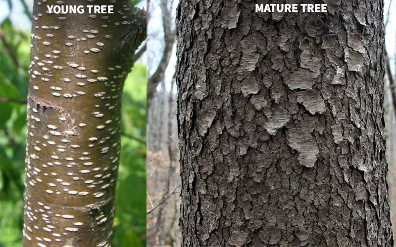 Wild Black Cherry Tree - 3 Gallon Pot 10 Wild Black Cherry Tree - 3 Gallon Pot - Image 10