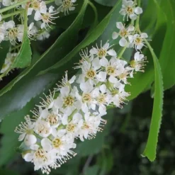 Wild Black Cherry Tree - 3 Gallon Pot 13 Wild Black Cherry Tree - 3 Gallon Pot -Garden Supplies Sales 2024 prunus serotina wild black cherry tree 2