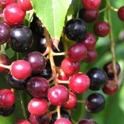 Wild Black Cherry Tree - 3 Gallon Pot 14 Wild Black Cherry Tree - 3 Gallon Pot -Garden Supplies Sales 2024 prunus serotina wild black cherry tree 4