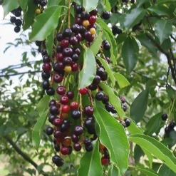 Wild Black Cherry Tree - 3 Gallon Pot 16 Wild Black Cherry Tree - 3 Gallon Pot -Garden Supplies Sales 2024 prunus serotina wild black cherry tree 5