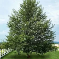 Wild Black Cherry Tree - 3 Gallon Pot 15 Wild Black Cherry Tree - 3 Gallon Pot -Garden Supplies Sales 2024 prunus serotina wild black cherry tree 7