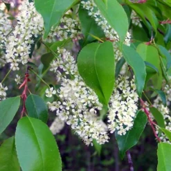 Wild Black Cherry Tree - 3 Gallon Pot 17 Wild Black Cherry Tree - 3 Gallon Pot -Garden Supplies Sales 2024 prunus serotina wild black cherry tree 8