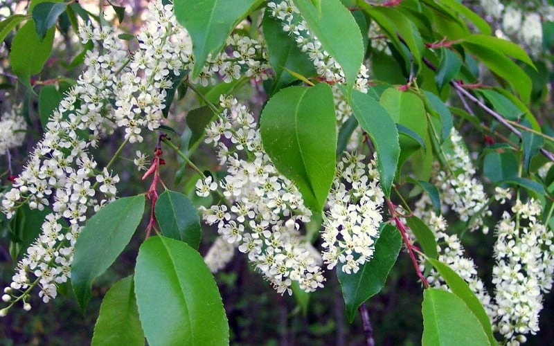 Wild Black Cherry Tree - 3 Gallon Pot 8 Wild Black Cherry Tree - 3 Gallon Pot - Image 8