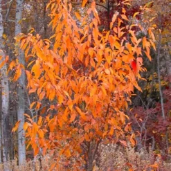 Wild Black Cherry Tree - 3 Gallon Pot 18 Wild Black Cherry Tree - 3 Gallon Pot -Garden Supplies Sales 2024 prunus serotina wild black cherry tree 9
