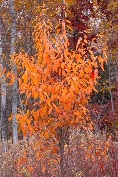Wild Black Cherry Tree - 3 Gallon Pot 9 Wild Black Cherry Tree - 3 Gallon Pot - Image 9