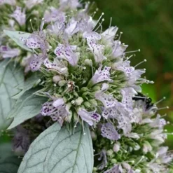 Silver Leaf Mountain Mint (Pycnanthemum Incanum) - 1 Gallon Pot -Garden Supplies Sales 2024 pycnanthemum incanum hoary silver leaf mint 1