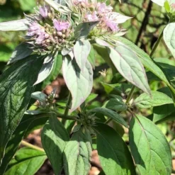 Silver Leaf Mountain Mint (Pycnanthemum Incanum) - 1 Gallon Pot -Garden Supplies Sales 2024 pycnanthemum incanum hoary silver leaf mint 2
