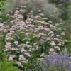 Silver Leaf Mountain Mint (Pycnanthemum Incanum) - 1 Gallon Pot
