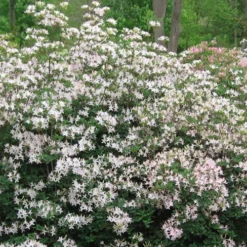 Coastal Azalea (Rhododendron Atlanticum) - 1 Gallon Pot -Garden Supplies Sales 2024 rhododendron atlanticum coastal azalea 1