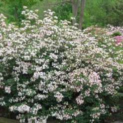 Coastal Azalea (Rhododendron Atlanticum) - 1 Gallon Pot -Garden Supplies Sales 2024 rhododendron atlanticum coastal azalea 2