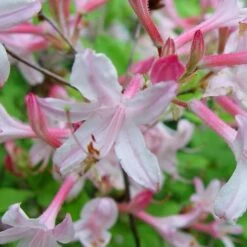 Coastal Azalea (Rhododendron Atlanticum) - 1 Gallon Pot