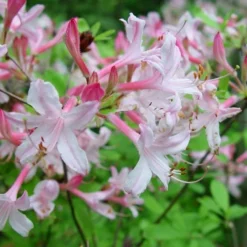 Coastal Azalea (Rhododendron Atlanticum) - 1 Gallon Pot -Garden Supplies Sales 2024 rhododendron atlanticum coastal azalea 7