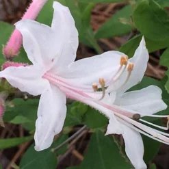 Coastal Azalea (Rhododendron Atlanticum) - 1 Gallon Pot -Garden Supplies Sales 2024 rhododendron atlanticum coastal azalea 8