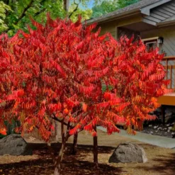 Staghorn Sumac (Rhus Typhina) - 3 Gallon Pot -Garden Supplies Sales 2024 rhus typhina staghorn sumac 10 1