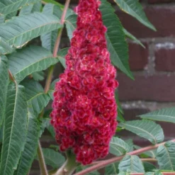 Staghorn Sumac (Rhus Typhina) - 1 Gallon Pot -Garden Supplies Sales 2024 rhus typhina staghorn sumac 2