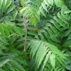 Staghorn Sumac (Rhus Typhina) - 1 Gallon Pot -Garden Supplies Sales 2024 rhus typhina staghorn sumac 3