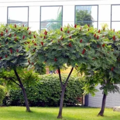 Staghorn Sumac (Rhus Typhina) - 3 Gallon Pot -Garden Supplies Sales 2024 rhus typhina staghorn sumac 5 1