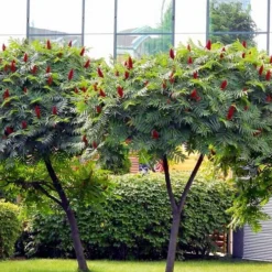 Staghorn Sumac (Rhus Typhina) - 3 Gallon Pot -Garden Supplies Sales 2024 rhus typhina staghorn sumac 7 1