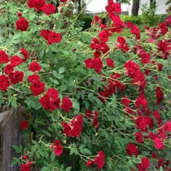 Red Cascade Miniature Climbing Rose - 2.5 Quart Pot -Garden Supplies Sales 2024 rosa red cascade rose 100
