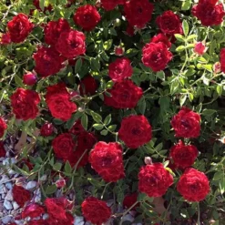 Red Cascade Miniature Climbing Rose - 2.5 Quart Pot -Garden Supplies Sales 2024 rosa red cascade rose 101