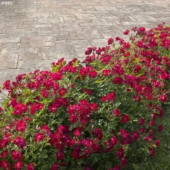 Red Drift Groundcover Rose - 2 Gallon Pot -Garden Supplies Sales 2024 rosa red drift dwarf rose 100 1