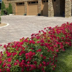 Red Drift Groundcover Rose - 2 Gallon Pot -Garden Supplies Sales 2024 rosa red drift dwarf rose 101 1