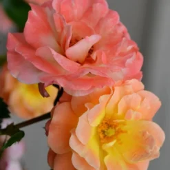 Peach Drift Groundcover Rose - 1 Gallon Pot -Garden Supplies Sales 2024 rose drift peach 21 2