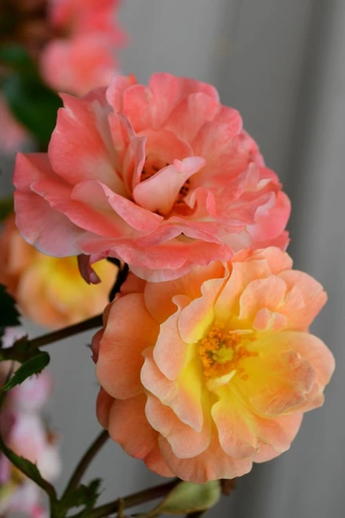 Peach Drift Groundcover Rose - 3 Gallon Pot 3 Peach Drift Groundcover Rose - 3 Gallon Pot - Image 3