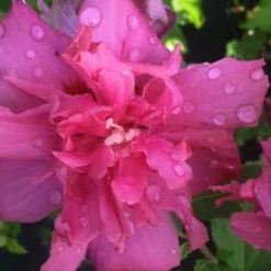 Lucy Rose Of Sharon (Single Trunk Tree) - 7 Gallon Pot (3-4') -Garden Supplies Sales 2024 rose of sharon lucy 5 1