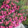 Pink Drift Groundcover Rose - 3 Gallon Pot