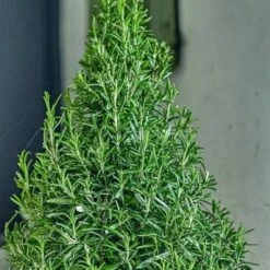 Arp Rosemary Pyramid Form - 2 Gallon Pot