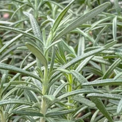 Gorizia Barbecue Skewers Rosemary - 1 Gallon Pot -Garden Supplies Sales 2024 rosmarinus officinalis gorizia rosemary 6