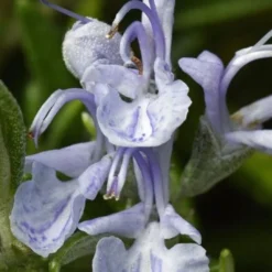 Madeline Hill Rosemary - 1 Gallon Pot -Garden Supplies Sales 2024 rosmarinus officinalis madalene hill hardy rosemary 3